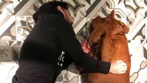 Messi voltou com Hulk: o gigantesco cão que continua a dar que falar