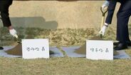 Líderes das Coreias plantaram árvore em sinal de paz