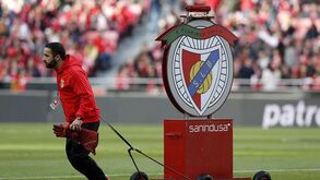 Águia fugiu do estádio 