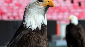 O momento em que a águia Vitória fugiu da Luz