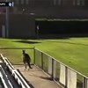 Jogo de futebol interrompido por causa de um... canguru