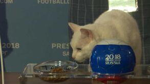 Conheça Achilles, o gato que adivinha os resultados do Mundial 2018 