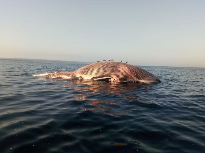 Baleia avistada na praia da Fonte da Telha