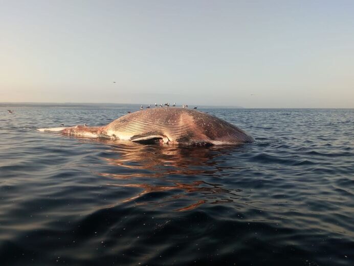Baleia avistada na praia da Fonte da Telha
