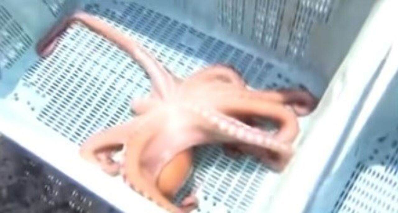 Polvo adivinho acabou comido