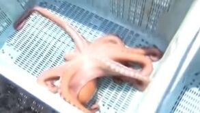 Polvo vidente do Mundial 2018 vendido para... sashimi