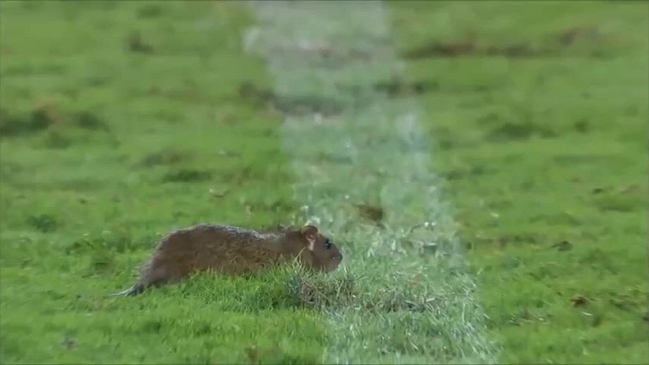 Duelos dos cariocas com visitas inesperadas