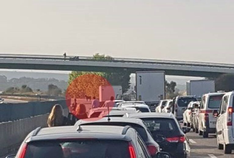 Vaca invade A1 e obriga a corte no trânsito