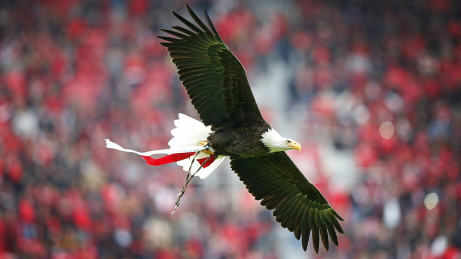 «Não podemos ter animais no circo, mas uma águia pode voar para 60 mil no Estádio da Luz»