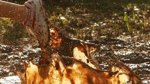 Vem aí o Crosse da Amora 