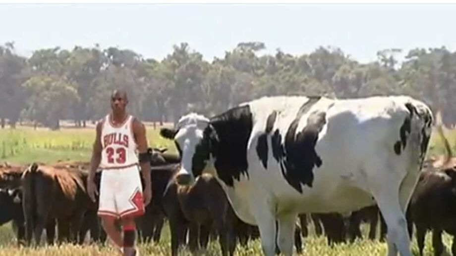 Tamanho de Knickers, assim se chama o animal, é impressionante 