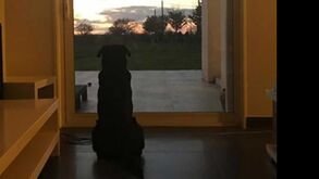 Nala, a cadela de Emiliano Sala que ainda espera por ele 