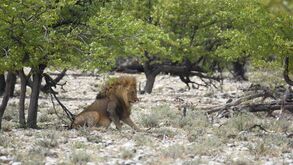 Aventura na Namíbia: Etosha - paraíso selvagem