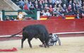 Matador Enrique Ponce foi colhido por um touro em Valência