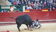 Matador Enrique Ponce foi colhido por um touro em Valência