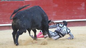 Toureio Enrique Ponce ferido com gravidade ao ser colhido por touro