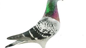 Pombo-correio vendido por mais de 1 milhão de euros