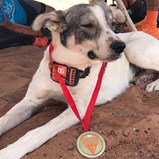 Cão terminou a Marathon des Sables e até levou medalha para casa
