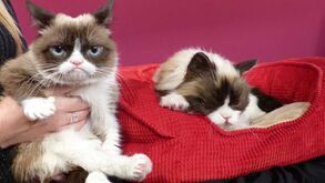 Morreu Grumpy Cat, a gata mais carrancuda e famosa da Internet