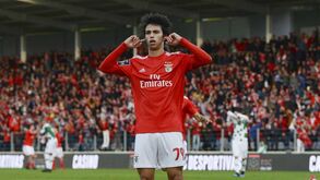 'AS' diz que At. Madrid negoceia com Benfica a forma de pagar os 120 M€ por João Félix