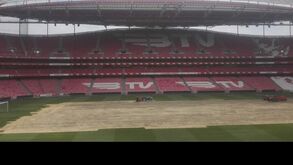 Benfica substitui zona central do relvado do Estádio da Luz devido a problemas com rega