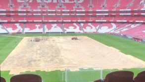 Benfica muda relvado da Luz: trabalhos a todo o gás