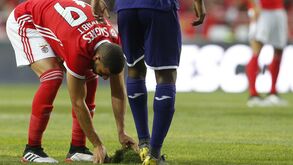 Novo relvado da Luz vem da Holanda