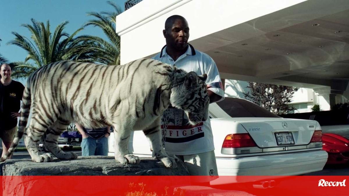 Mike Tyson Recorda Como O Seu Tigre Arrancou Braco De Uma Mulher Vi Que Ela Estava F Desportos De Combate Jornal Record