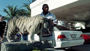 Mike Tyson recorda como o seu tigre arrancou braço de uma mulher: «Vi que ela estava f***»