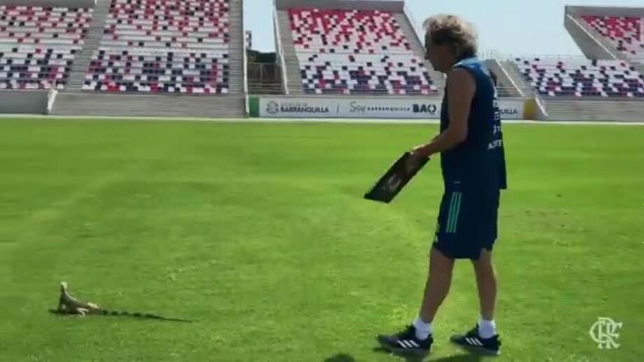 Técnico português bem tentou espantar o animal