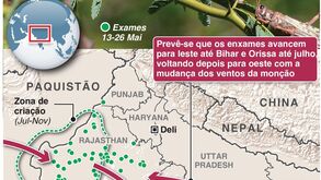 Praga de gafanhotos assola Índia