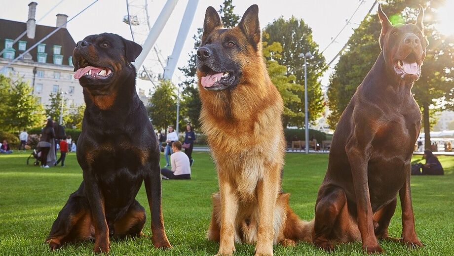 Assaltos às mansões de futebolistas: Em Inglaterra quem tem medo compra um cão