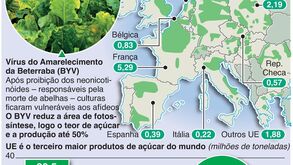 Doença ameaça a produção de açúcar na Europa
