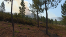 Incêndio no Gerês