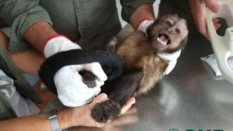 Macaco capturado em Penafiel