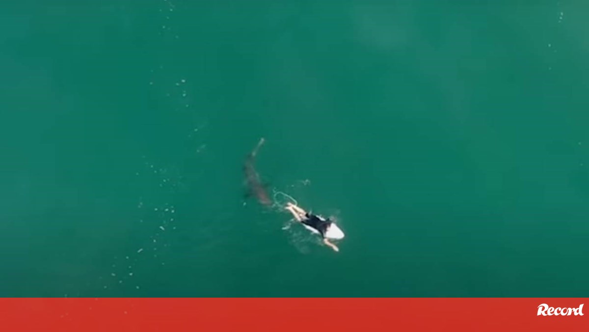 Surfer Matt Wilkinson escapes shark attack by millimeters – Videos