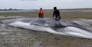 Animal ficou encalhado na Ria de Aveiro