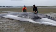 Animal ficou encalhado na Ria de Aveiro