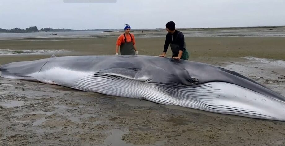 Animal ficou encalhado na Ria de Aveiro