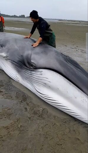 Animal ficou encalhado na Ria de Aveiro