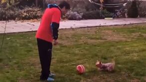 Futre ensina cão a jogar e pede ajuda para encontrar nome de jogador à altura: sugestões... dão para tudo