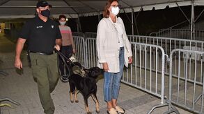 Miami Heat estrearam cães farejadores de covid-19