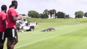 Crocodilo invade treino de equipa de futebol na Flórida: jogadores não ganharam para o susto