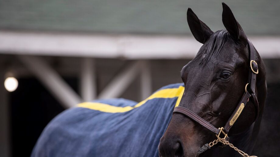 Medina Spirit: O cavalo que foi apanhado com doping tem uma desculpa bem bizarra
