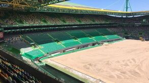 Bancadas de Alvalade cada vez mais verdes: novas imagens das obras no interior do estádio do Sporting