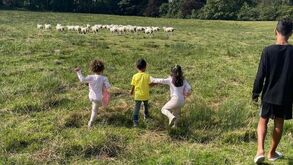 Ovelhas ruidosas 'obrigam' Cristiano Ronaldo a mudar de casa em Manchester