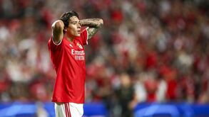 Darwin: «Dói-nos muito...»