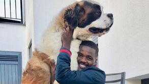 «Perdi o meu Boris»: William Carvalho despede-se do 'gigante' São Bernardo