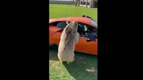 Força da natureza: urso arranca porta de Lamborghini