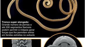 Descoberta a verdadeira milipeia, o animal com mais pernas no mundo
